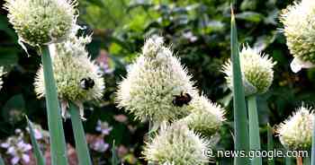 Ask a Master Gardener: Avoiding onion bolt | Home And Garden ... - NRToday.com
