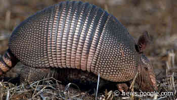 MASTER GARDENER — Best options for dealing with armadillos in ... - Orange Leader