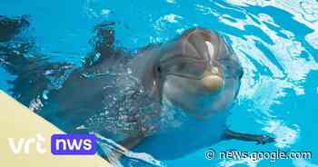 Vroegere boekhouder van Boudewijn Seapark in Brugge heeft de ... - VRT.be