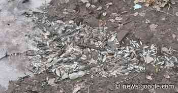 Canale a secco, tremenda scoperta a Sinigo: centinaia di pesci morti - Alto Adige