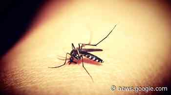 Batatais registrou 1.388 casos de dengue em 2022; veja como ... - batatais24h.com.br