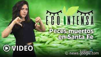 Ecointensa: preocupación por los peces muertos Santa Fe - Télam