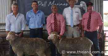 Lorelmo Poll Merino Sell $8,000 Top Into South Australia