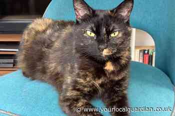 RSPCA Wimbledon, Wandsworth and Sutton: Cat looking for forever home
