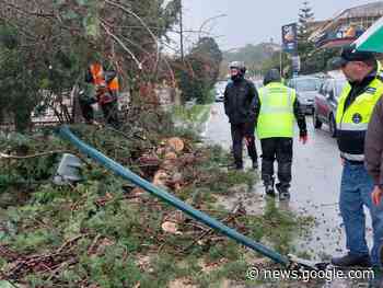 Circonvallazione, rimosso l’albero caduto oggi per il vento - Monreale News