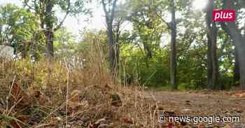 Bingen will beim Klimaschutz jetzt richtig durchstarten - Allgemeine Zeitung