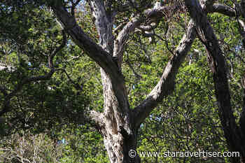 Satellite study shows subtle signs of climate change in Hawaii