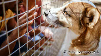 Vita da cani(le): l’esperienza unica di diventare volontario (Episodio 9)