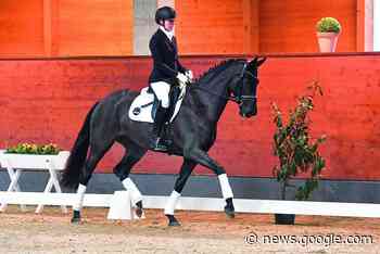 Aus Online im Internet wurde live in der Niedersachsenhalle - Pegamo - Infos zum Thema Pferd