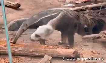 Bizarre video that appears to show an anteater with two HEADS baffles the internet