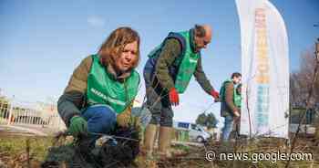 Een tweede leven voor kansloze boompjes in Moerdijk - De Gelderlander