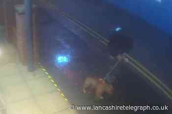 CCTV: Police looking for man after woman attacked by dog in Blackpool