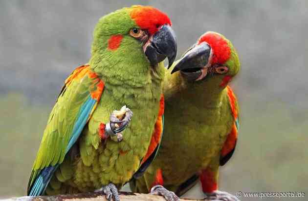 Der Ara ist Zootier des Jahres 2023 / Bunte Schönheiten bedroht durch Wohnungsnot