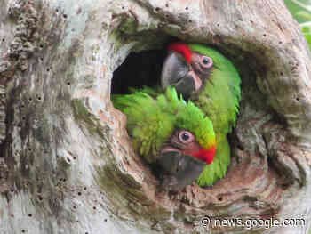 Zoo Neuwied: Der Ara ist das Zootier des Jahres 2023 - NR-Kurier - Internetzeitung für den Kreis Neuwied