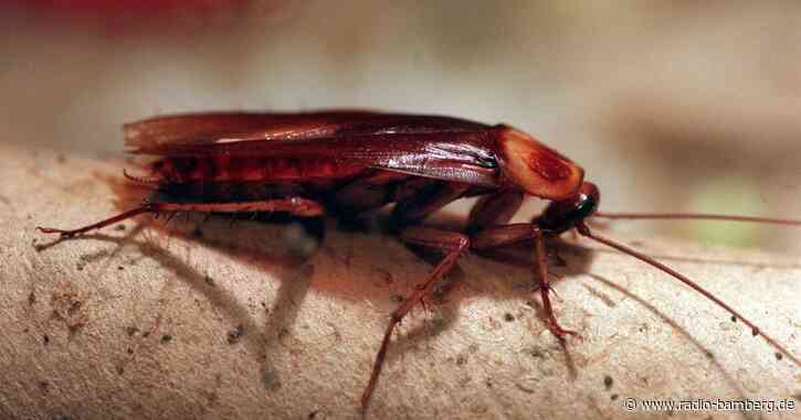 Kakerlake nach Ex-Partner benennen