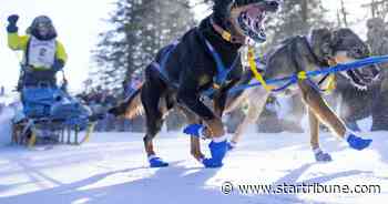Beargrease Sled Dog racers set off, as Ryan Anderson eyes fifth title