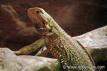 Dozens of exotic animals dead after fire tears through Surrey rescue centre