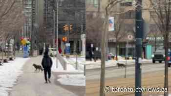 Coyote spotted running through streets in downtown Toronto