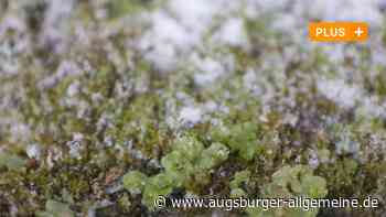 Was Moose über ihre Umwelt verraten