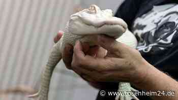 In Frischhaltefolie eingewickelt im Handgepäck: So geht es dem Albino-Alligator heute