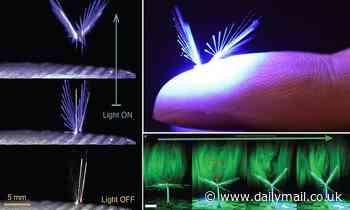 Scientists develop a FAIRY-inspired robot that uses wind and light energy to fly