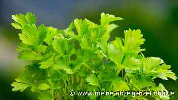 Giftpflanze des Jahres 2023: Wie kann Petersilie gesund und trotzdem giftig sein?