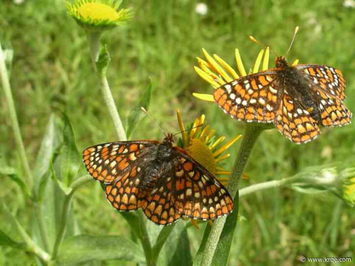 New Mexico butterfly gets federal protection
