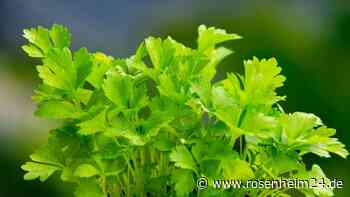 Giftpflanze des Jahres 2023: Wie kann Petersilie gesund und trotzdem giftig sein?