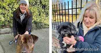 'It's getting worse' - Dog walkers say many owners are 'too lazy' to pick up mess