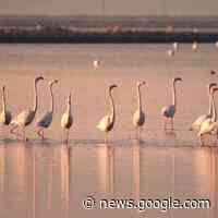 Pollution affects flamingo breeding in Gediz Delta - Türkiye News - Hurriyet Daily News