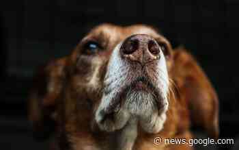 Realizan jornadas de recopilación de alimento para mascotas en ... - El Sol de Hermosillo