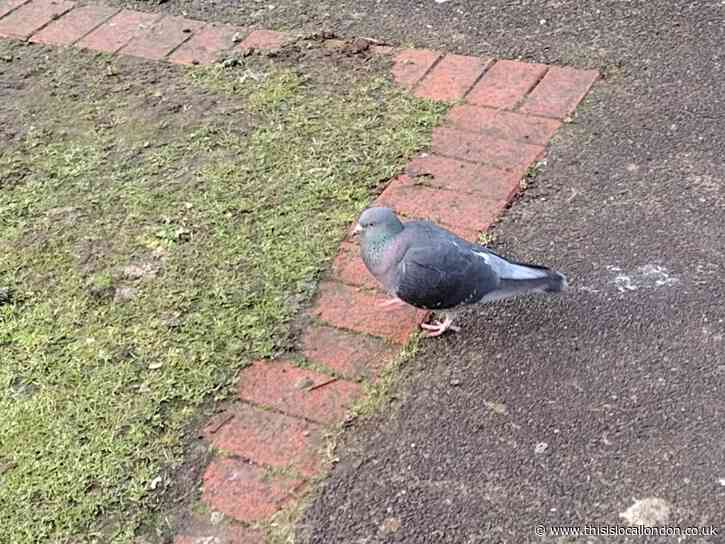 RSPB's Brilliant Birdwatch, Liam Gawn Wallington County Grammar School