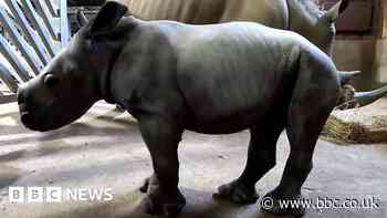 Colchester Zoo welcomes birth of Southern white rhino calf