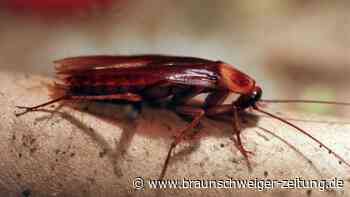 Kakerlake nach Ex-Partner benennen - und verfüttern lassen