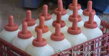 Assessing calf vigor