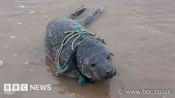 Bridlington: Rescuers search for entangled seal pup spotted by drone