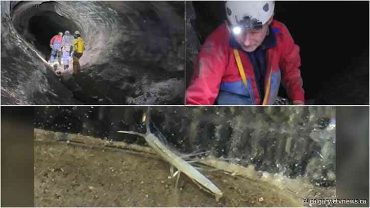 Banff National Park cave creature exists 'no where else': Parks Canada