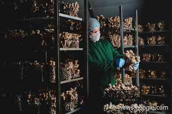 Mushroom firm grows as demand for exotic varieties surges - Hackney Gazette
