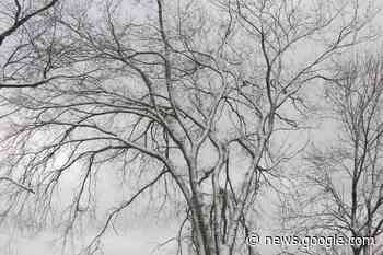 OUTDOORS: Resilient, majestic elm trees deserve respect - BarrieToday