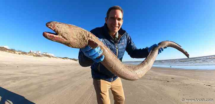 'Massive' endangered American Eel washes up on Texas beach