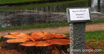 Rheinaue Bonn: Stadt fällt Bäume - General-Anzeiger Bonn