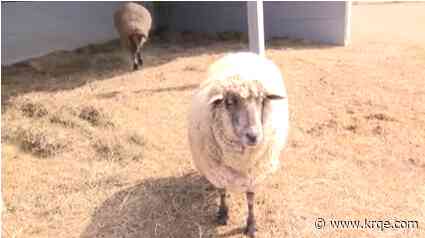 Proposed Senate bill would make bestiality a crime