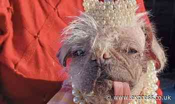 'We own Britain's ugliest dog and she's beautiful inside and out'