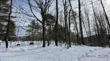 RCMP rescue man attempting to cross through snowy Quebec forest into U.S.
