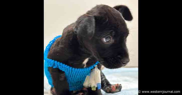 Severely Burned, Tortured 4-Week-Old Puppy Fighting for Life: Rescue Makes Desperate Plea for Help
