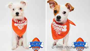 Puppy Bowl XIX Features 2 Chicago-Area Pups