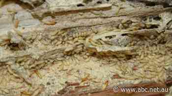 Home owners urged to check for termites after heavy rain