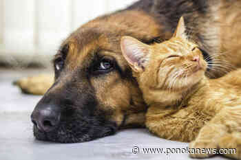 Old MacDonald Kennels ‘bursting at the seams’