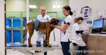 Chemotherapie voor de hond, een MRI voor de kat: dieren zijn net ... - De Gelderlander