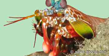 Bekijk: De wereld door de ogen van dieren - Kennislink